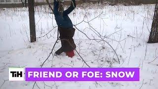 Friend Or Foe: Snow