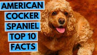 American Cocker Spaniel - TOP 10 Interesting Facts