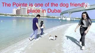 Unoh met new friends at The Pointe, Palm Jumeirah, Dubai. Top 10 dog friendly place in Dubai