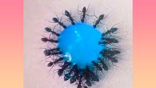 Ants drinking blue liquid candy