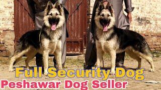 Top Class #BeljamShaferd male for sale age 10 month #Securitydog Call And Whats app 03409551555