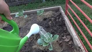 Point 7 of the brassicas growing guide- fertilize with fish emulsion