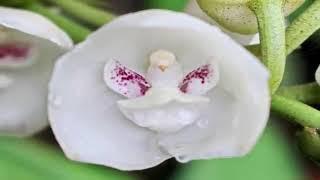 Strange and Unusual Flowers that Look like Animals Men Birds.