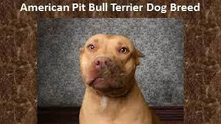 Wytewales Dogworld’s Top 10 Dogs for The Month
