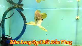 Kim Long Quá Bối Đầu Vàng | Crossback Golden Head | Cá Rồng Hoàng Lam