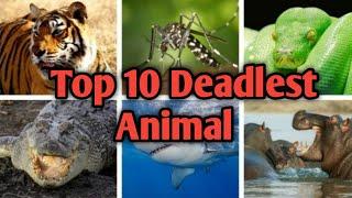 Top 10 deadliest animal in the world 