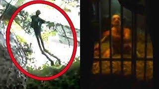 Top 5 ထူးဆန္းလြန္းတဲ့ သတၱဝါမ်ား