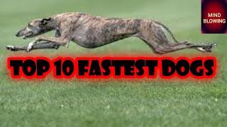 TOP 10 FASTEST DOGS||MIND BLOWING UTKARSH||