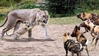 Wow! Hero Mother Lion destroy 16 Wild Dogs save Lion Cub - Epic Battle Of Lion Vs Wild Dogs