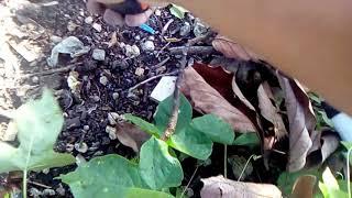 HIDDEN TREASURE UNDER THE AVOCADO TREE/METAL DETECTING