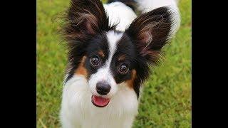 TOP 10 dog bark sound effect - Funny dogs