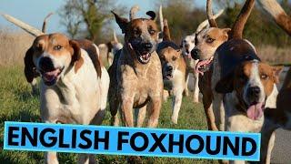 English Foxhound - TOP 10 Interesting Facts