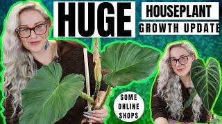 House Plant Growth Update & Best Online Plant Shops | #SexyTime