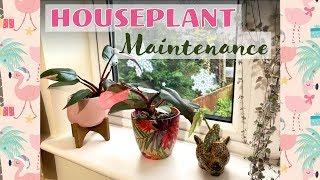 Plant Maintenance -  Watering - Bugs - Pruning 