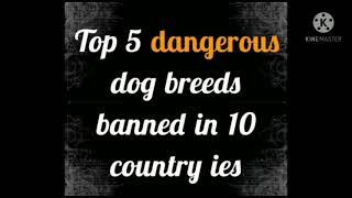 Top 5 most dangerous dog breeds that bann in 10 country ies