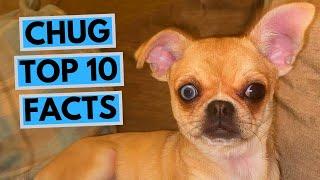 Chug - TOP 10 Interesting Facts