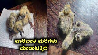 parival chicks for sale || 9972036325 || in kannada || in karnataka ||