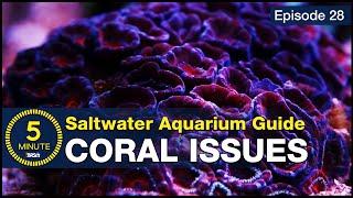 Are your corals dying? The four causes and solutions for saving your corals and reef tank