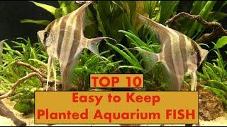 TOP 10 Fish for Planted Aquarium Beginners