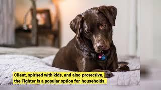 The Definitive Guide for Family and kid-friendly dogs - Top 10 list - Pawzy