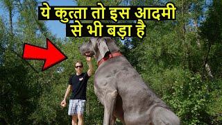 दुनिया के 10 सबसे बड़े डॉग्स | 10 Largest Dog of the World