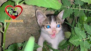 TOP 10 Rescued Baby Kittens STARVING and CRYING on the Street in 1 Month-Rescue Animals TN center