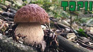 FUNGHI PORCINI 2020 - TOP AND THE END.