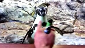 Funny Videos-Top 10 Funny Penguins