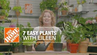 7 Easy Plants with Eileen | Indoor House Plants | The Home Depot