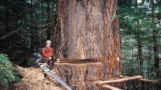 Top 10 Machine Cutting Tree Giant Dangerous Best World   Dedicated Hand Saw Technique