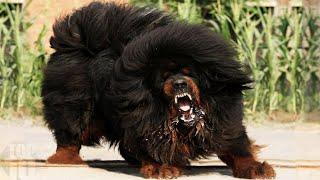 10 Most Banned Dog Breeds In The World