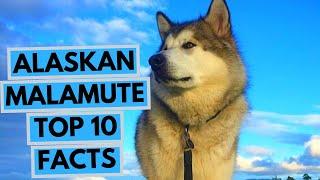 Alaskan Malamute - TOP 10 Interesting Facts