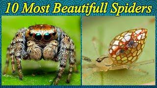 10 INCREDIBLY BEAUTIFULL AND OUTSTANDING LOOKS OF SPIDERS | TOP 10|Beads Case.