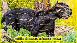 உலகில் உள்ள மிகமிக அரிதான 10 நாய்கள் | Top 10 Dogs In the World