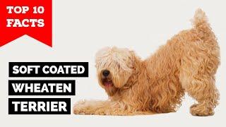 Soft Coated Wheaten Terrier - Top 10 Facts