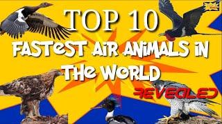 Top 10 Fastest Air Animals In The World | T10 REVEALED