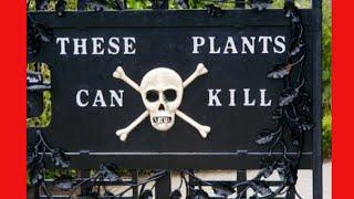 Top 10 Poisonous Plants | Data is Power