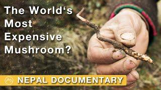 Mushroom at the Top of the World | Searching for Yarsagumba in Nepal | Documentary film