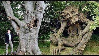 10 FACTS about TREES | Top Curious