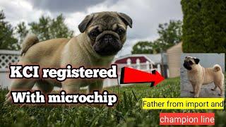 with Microchip and kci registered top quality pug puppy ! father from import and champion line