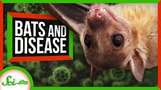 Why Do Bats Carry So Many Dangerous Diseases?