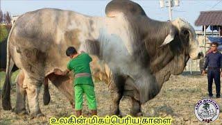 மிரள வைக்கும் 10 தனித்துவமான காளை இனங்கள் | Amazing bulls in the world | Tamil Wonders