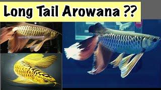 Top 10 long tail Arowana’s in the world 2020