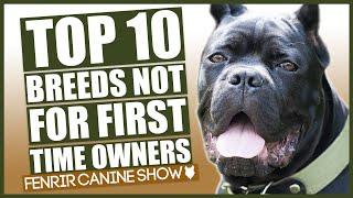 TOP 10 BREEDS NOT FOR FIRST TIME OWNERS