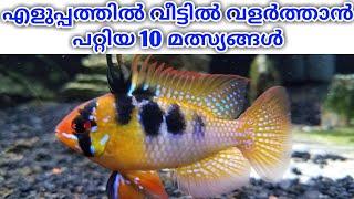 Top 10 fishes for home aquarium | മലയാളം | Global Community