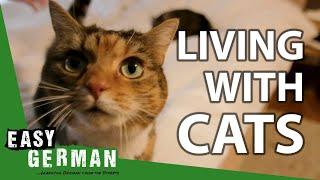 Living with Cats | Super Easy German (132)