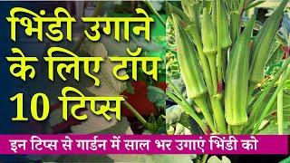 गमले में भिंडी उगाने के लिए टॉप 10 टिप्स | Top 10 Okra Growing Tips In Hindi | Terrace & Gardening