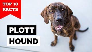 Plott Hound - Top 10 Facts