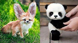 10 Cutest Baby Animals You Need To Pet | TOP 10 WORLD