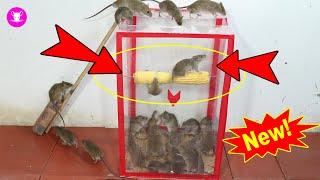 Top 10 Mouse Trap | Best idea Plastic mouse trap | Easy Mouse Trap 